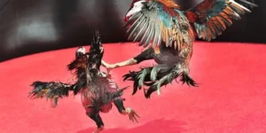 Chinh Phục Đấu Trường Đá Gà Sabong Tại 22Bet Siêu Dễ