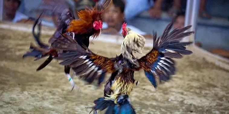 Chinh Phục Đấu Trường Đá Gà Sabong Tại 22Bet Siêu Dễ 2 Chinh Phục Đấu Trường Đá Gà Sabong Tại 22Bet Siêu Dễ